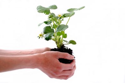 A person holding a plant